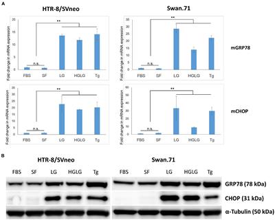 Enhancement of Rubella Virus Infection in Immortalized Human First-Trimester Trophoblasts Under Low-Glucose Stress Conditions